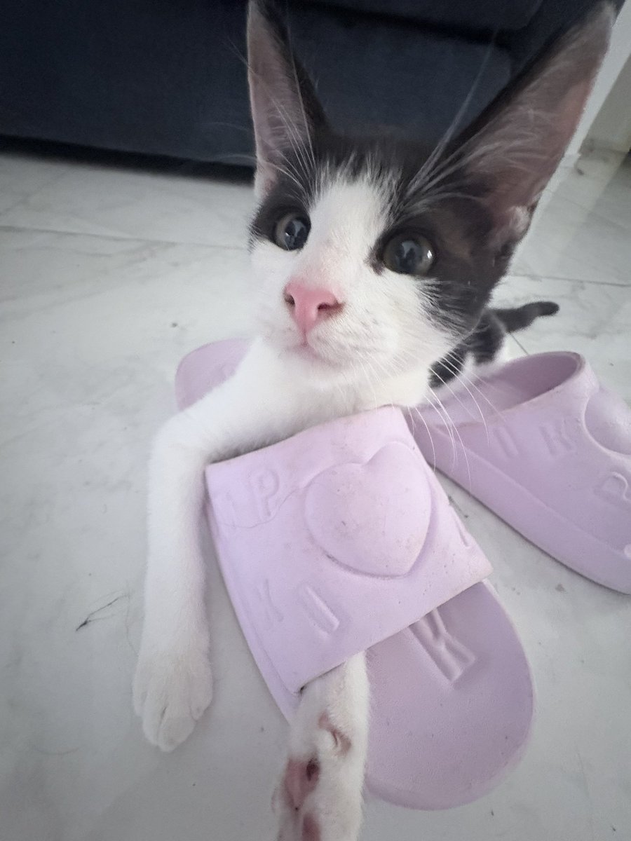 intobrock's tweet photo. Life is so crazy btw I am married and moved to Morocco and have yoinked two kittens off the street https://t.co/znnaU2NViz
