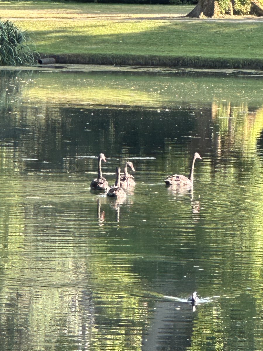 cspencer1508's tweet photo. Four new black swans for the Round Oval Lake at @althorphouse - they’re still quite young, and their next plumage will be darker. Beautiful Australian birds, enjoying this beautiful corner of Northamptonshire. https://t.co/BReIN7OijS