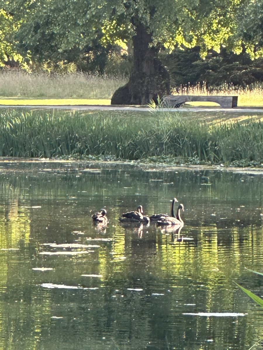 cspencer1508's tweet photo. Four new black swans for the Round Oval Lake at @althorphouse - they’re still quite young, and their next plumage will be darker. Beautiful Australian birds, enjoying this beautiful corner of Northamptonshire. https://t.co/BReIN7OijS