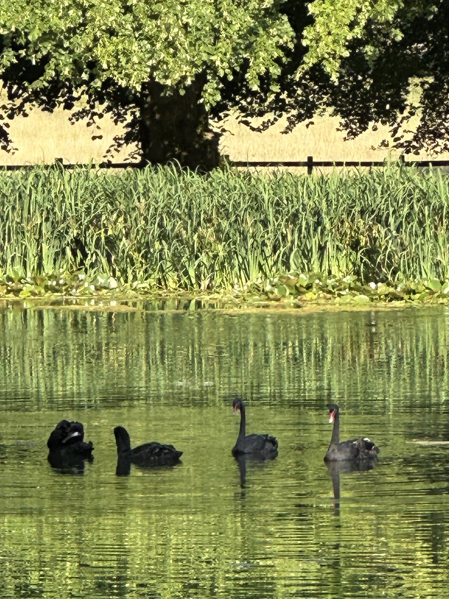 cspencer1508's tweet photo. Four new black swans for the Round Oval Lake at @althorphouse - they’re still quite young, and their next plumage will be darker. Beautiful Australian birds, enjoying this beautiful corner of Northamptonshire. https://t.co/BReIN7OijS