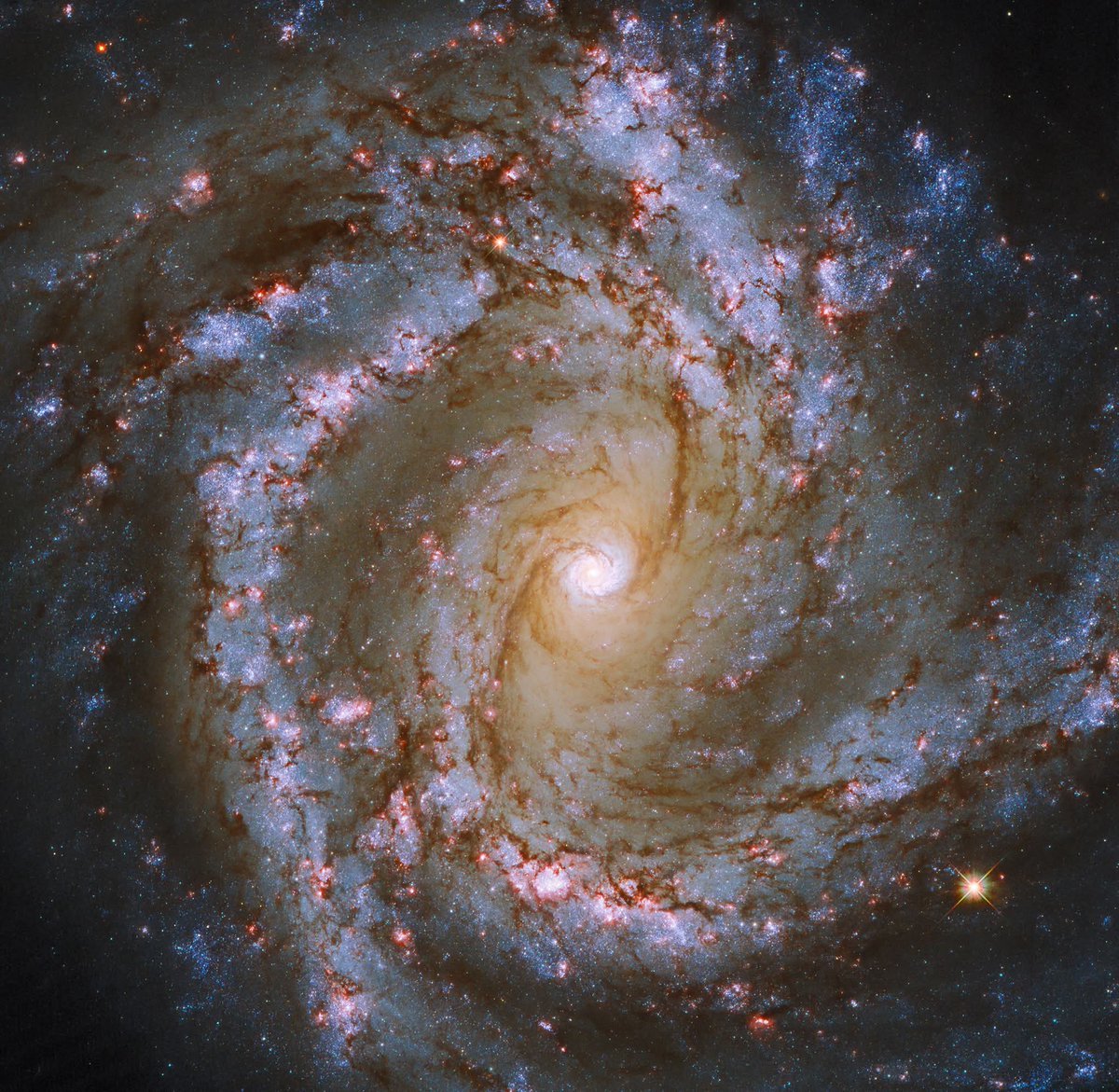 konstructivizm's tweet photo. Cosmic Fireworks in Deep Space! At a distance of more than 52 million light-years, the majestic spiral galaxy M61 puts on a dazzling show in this stunning Hubble image.What makes M61 truly special? It’s a starburst galaxy — a cosmic factory furiously churning out new stars. Its elegant spiral arms are dotted with brilliant ruby-red patches, glowing regions of intense star formation lighting up like celestial fireworks.And at the heart of this stellar frenzy lurks a monster: a supermassive black hole more than five million times the mass of our Sun, quietly ruling the galaxy’s core.Beautiful, violent, and bursting with life — M61 is a perfect example of a galaxy in its prime.Credits: ESA/Hubble & NASA, ESO, J. Lee and the PHANGS-HST Team