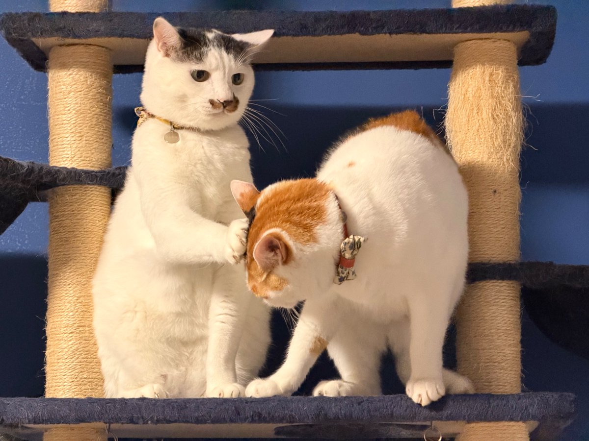 ddquino's tweet photo. ミケネコ、トトネコに追いかけられた時はシャーシャー言うくせに、自分が興奮したときはしつこく追い回すのでこうなる。 https://t.co/UTX37Fo57s