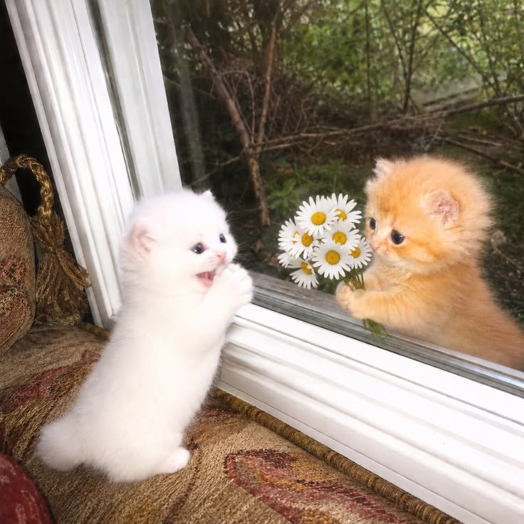 Cozypetsoo's tweet photo. Love at first sight 😻🌼 https://t.co/QBUj1cJMhf