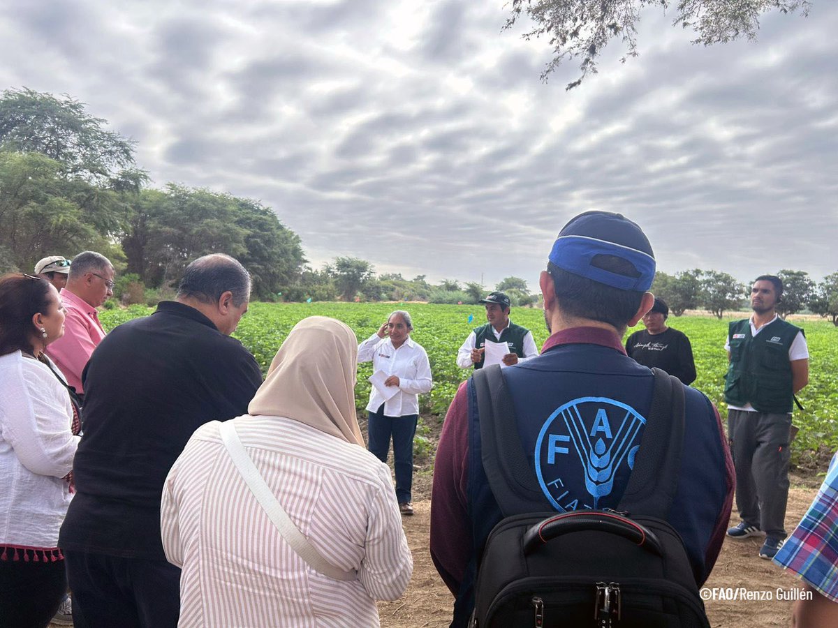 FAOPERU's tweet photo. En Piura, la misión de Egipto junto a @FAOPeru y @FAOColombia conoce el trabajo de agricultores de algodón y comparte experiencias para fortalecer esta cadena productiva. Gracias al apoyo de @midagriperu y el @INIAPeru  avanzamos por un algodón más competitivo. #CooperaciónSurSur https://t.co/wStamWjAuV