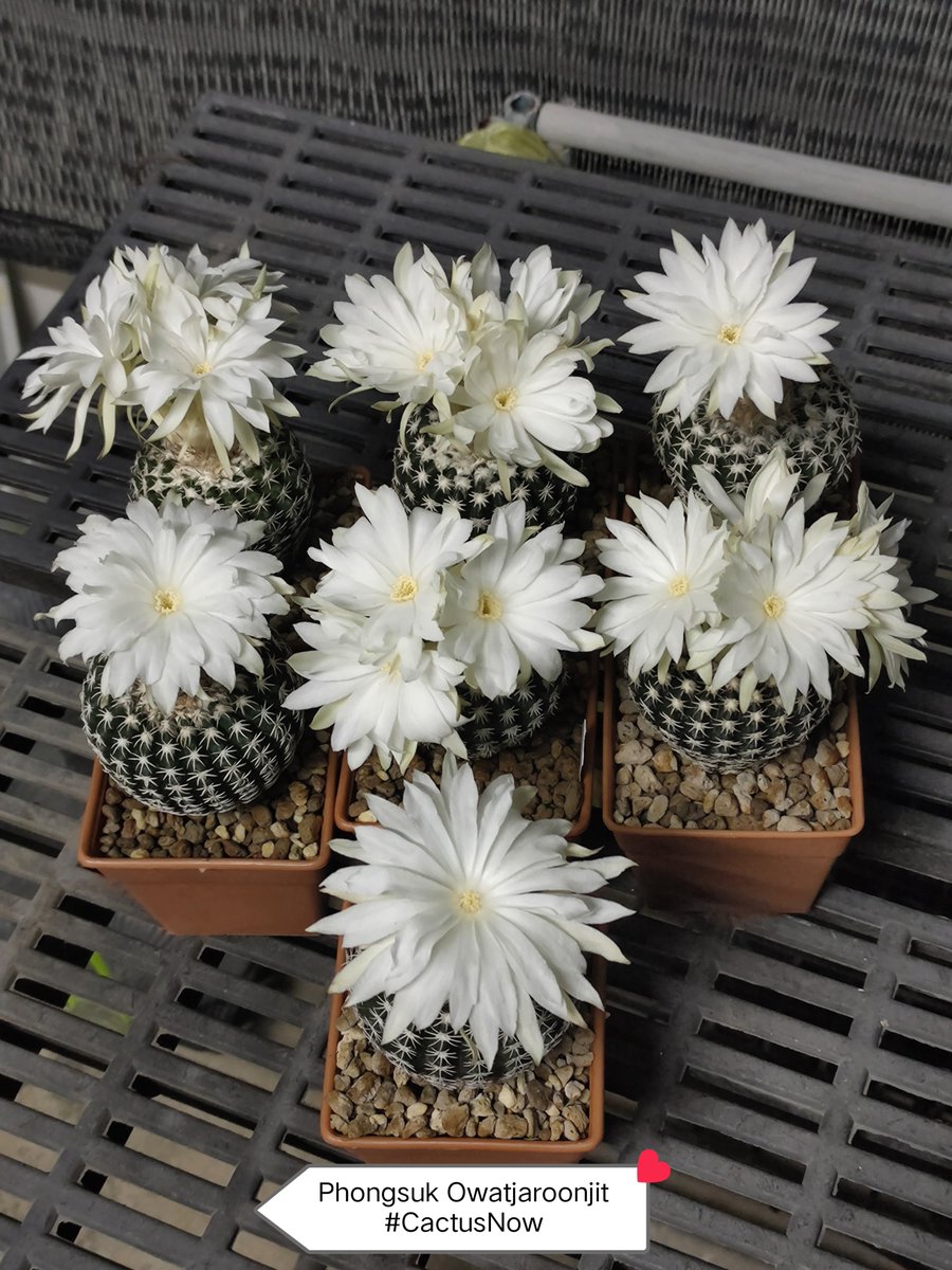 manow224's tweet photo. 🌞ตอนกลางวันเป็นพ่อค้า🫩
🌜ตกกลางคืนมาเป็นแมลงผสมเกสร 🐝
#Cactus #CactusNow #Discocactus https://t.co/Xz3SBxo3dy