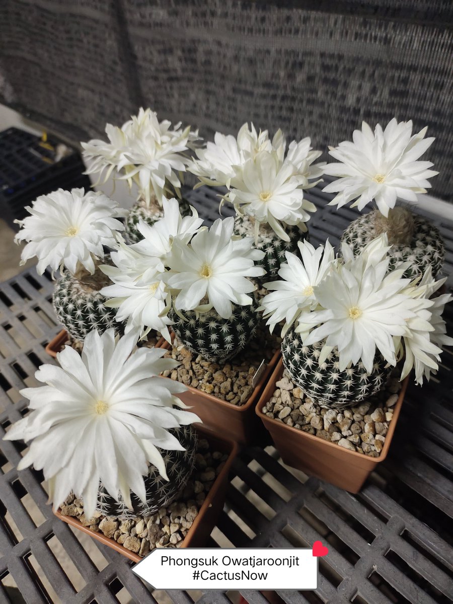 manow224's tweet photo. 🌞ตอนกลางวันเป็นพ่อค้า🫩
🌜ตกกลางคืนมาเป็นแมลงผสมเกสร 🐝
#Cactus #CactusNow #Discocactus https://t.co/Xz3SBxo3dy