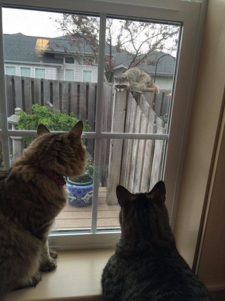 cZerCats's tweet photo. What they looking at? /jest https://t.co/rHZKQoynKB