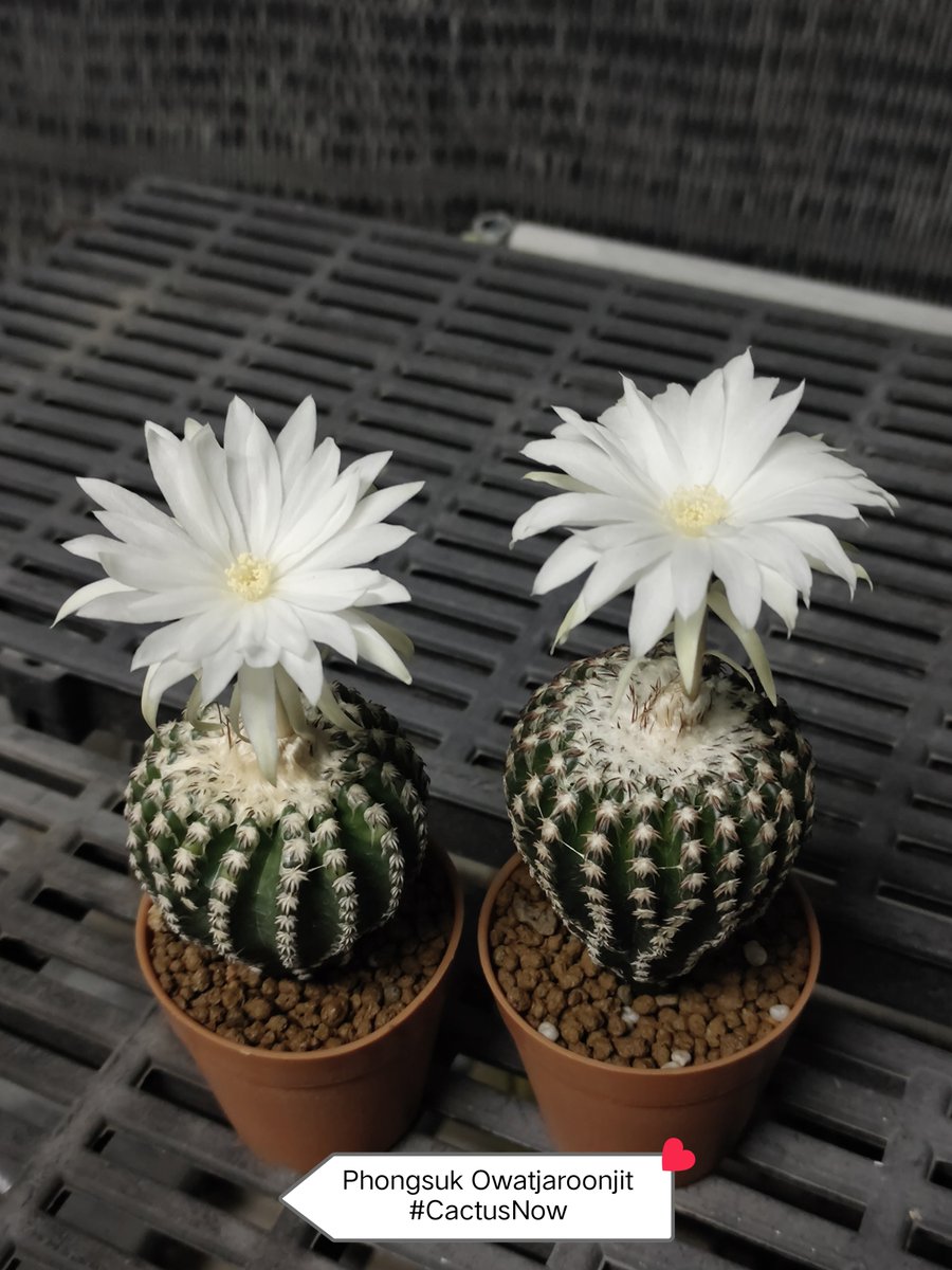 manow224's tweet photo. 🌞ตอนกลางวันเป็นพ่อค้า🫩
🌜ตกกลางคืนมาเป็นแมลงผสมเกสร 🐝
#Cactus #CactusNow #Discocactus https://t.co/Xz3SBxo3dy
