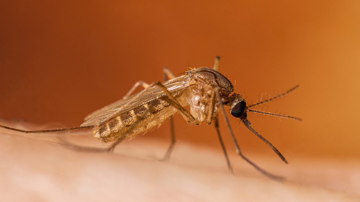 RegioneER's tweet photo. #Sanità. Sorveglianza West Nile, precoce ed estesa circolazione del virus in Emilia-Romagna: campioni di zanzare positivi in sei province su nove, escluso al momento solo il territorio romagnolo. La #notizia 👉 https://t.co/acFT6BkumK https://t.co/EsouLLh1bJ