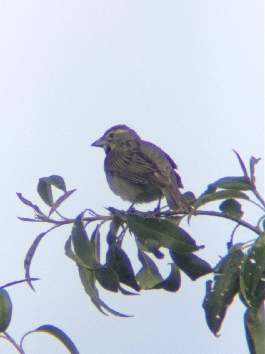 Dacris1924's tweet photo. A lot of dickcissels in the yard https://t.co/Nes71tikX2