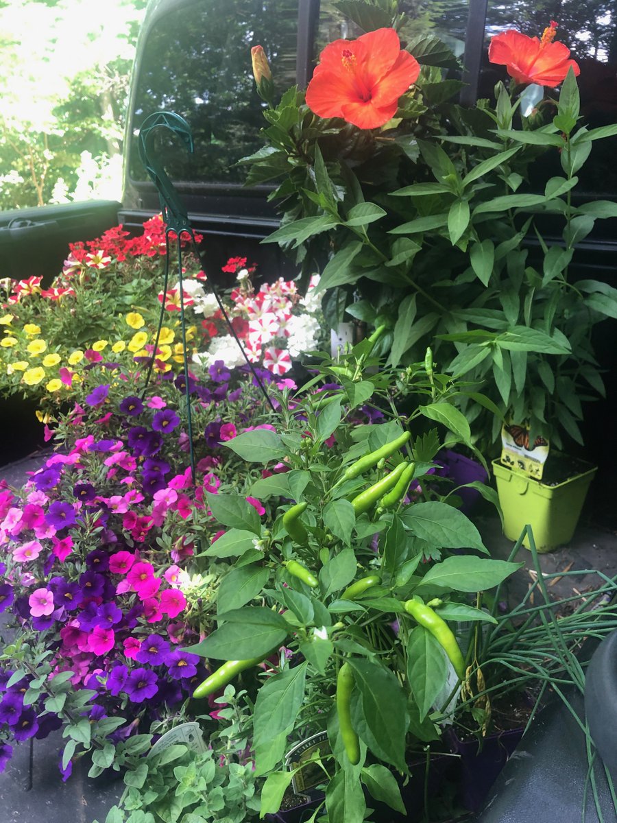 dougoster1's tweet photo. Plant a garden in July? Find out how this morning at 9am on @PGHTodayLive on @KDKA.
Plenty of time to plant veggies and flowers, learn how to make them thrive and find bargains too. https://t.co/RkXWv4xwrW