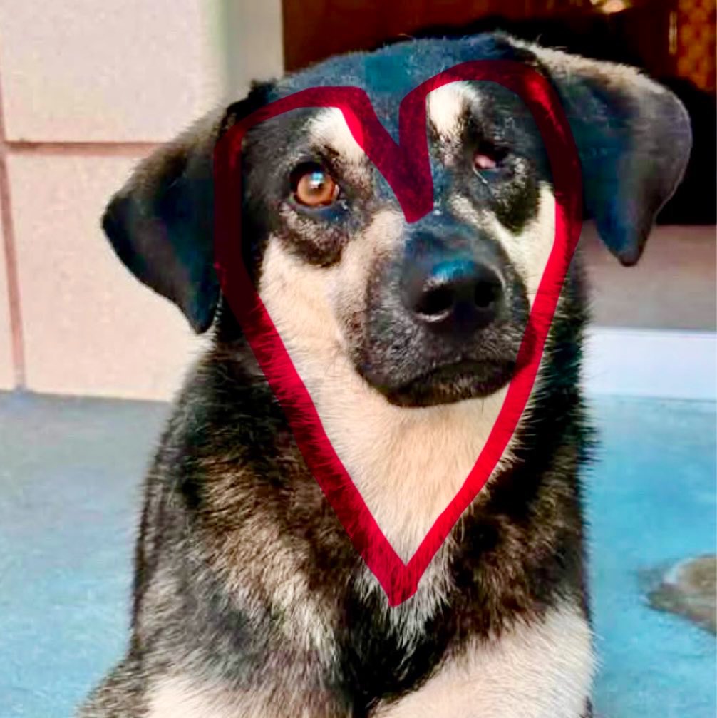 Danawb26's tweet photo. Y’all… I just realized that PIRATE PETE has a literal ♥️ on his face!!! That’s how full of love he is!!! He’s at HIGH risk of death @ #CorpusChristiACS, &amp; we can’t let that happen!!! 😢🙏🏽
PLZ, #pledge 4 his rescue!!! https://t.co/ov5LnUiGnA