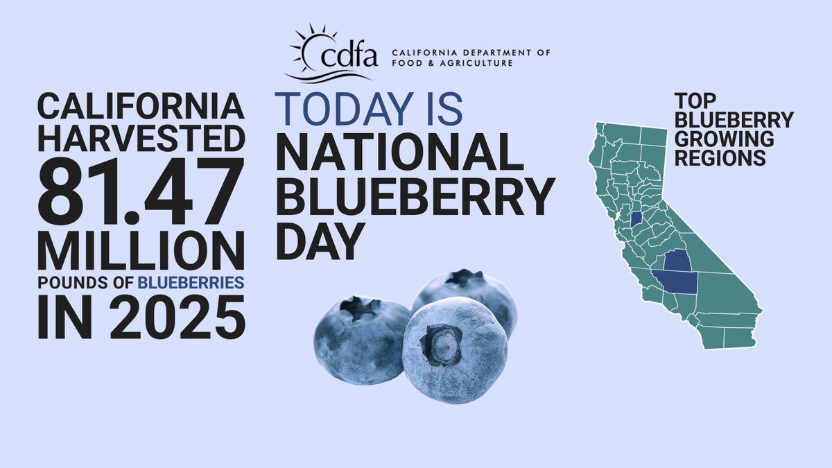 CDFAnews's tweet photo. California Celebrates National Blueberry Day with a Sweet 2025 Harvest 🫐

July 8 is National Blueberry Day, and California has a lot to celebrate. In 2025, the Golden State harvested 81.47 million pounds of blueberries.

https://t.co/9RoXVoOvrD https://t.co/B7P7WkObGg