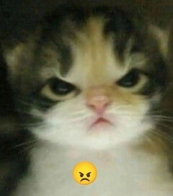 Real_BryanPlush's tweet photo. Shiver trying her best to look vicious but instead ends up looking like that one kitten image 😂🥹 https://t.co/ZoWIz03Dgn