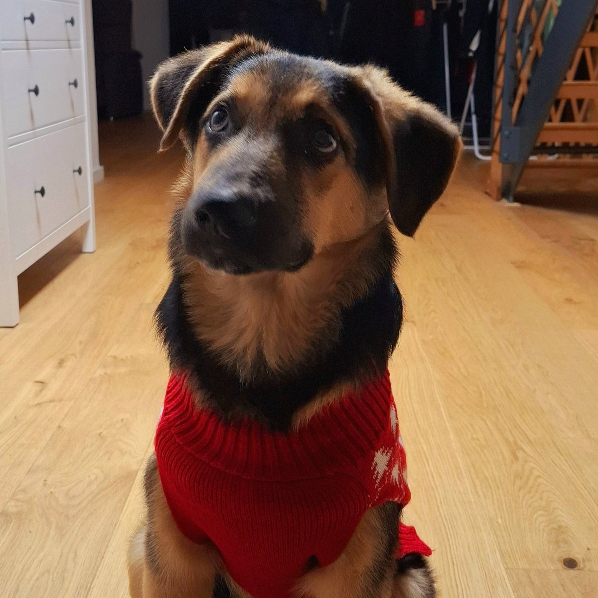 Toobi2011's tweet photo. If you could share this, it would mean the world to us (and Yoshi) ❤️
https://t.co/I0AsPnrEah https://t.co/inO37OcJWJ