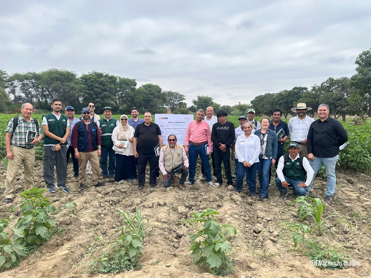 FAOPERU's tweet photo. En Piura, la misión de Egipto junto a @FAOPeru y @FAOColombia conoce el trabajo de agricultores de algodón y comparte experiencias para fortalecer esta cadena productiva. Gracias al apoyo de @midagriperu y el @INIAPeru  avanzamos por un algodón más competitivo. #CooperaciónSurSur https://t.co/wStamWjAuV