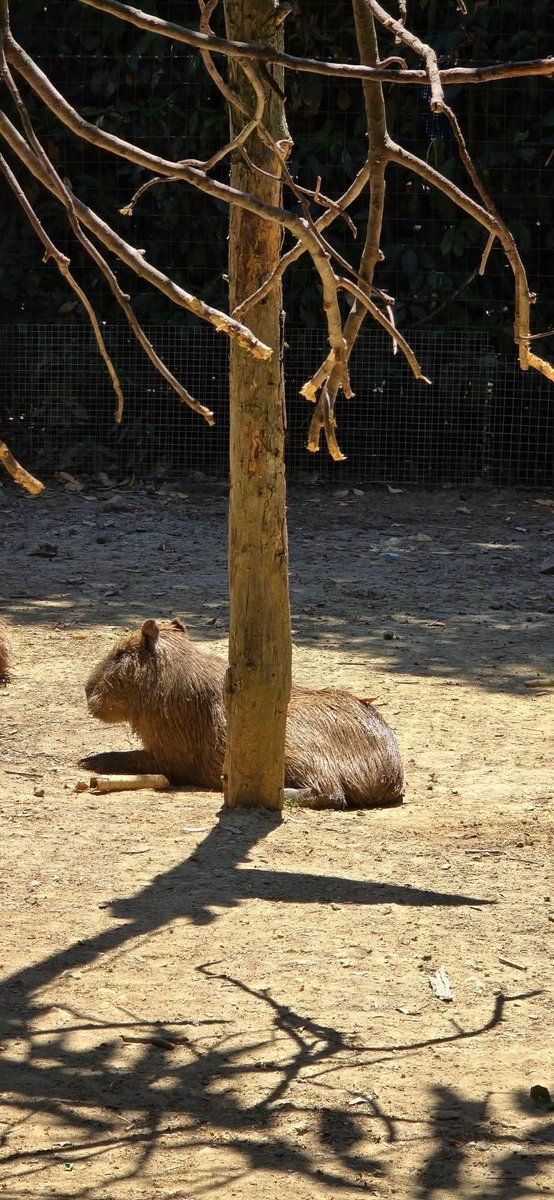 何か深い悩み事でもありそうな、哀愁たっぷりのカピバラさんの後ろ姿