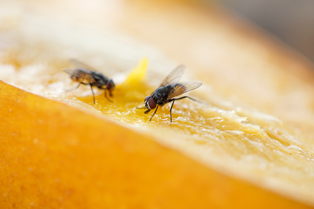 EGypsy's tweet photo. Bye-Bye Fly: Keeping Flies Out of Your Home https://t.co/cF77glLI2l https://t.co/Pu1KVrCIRE