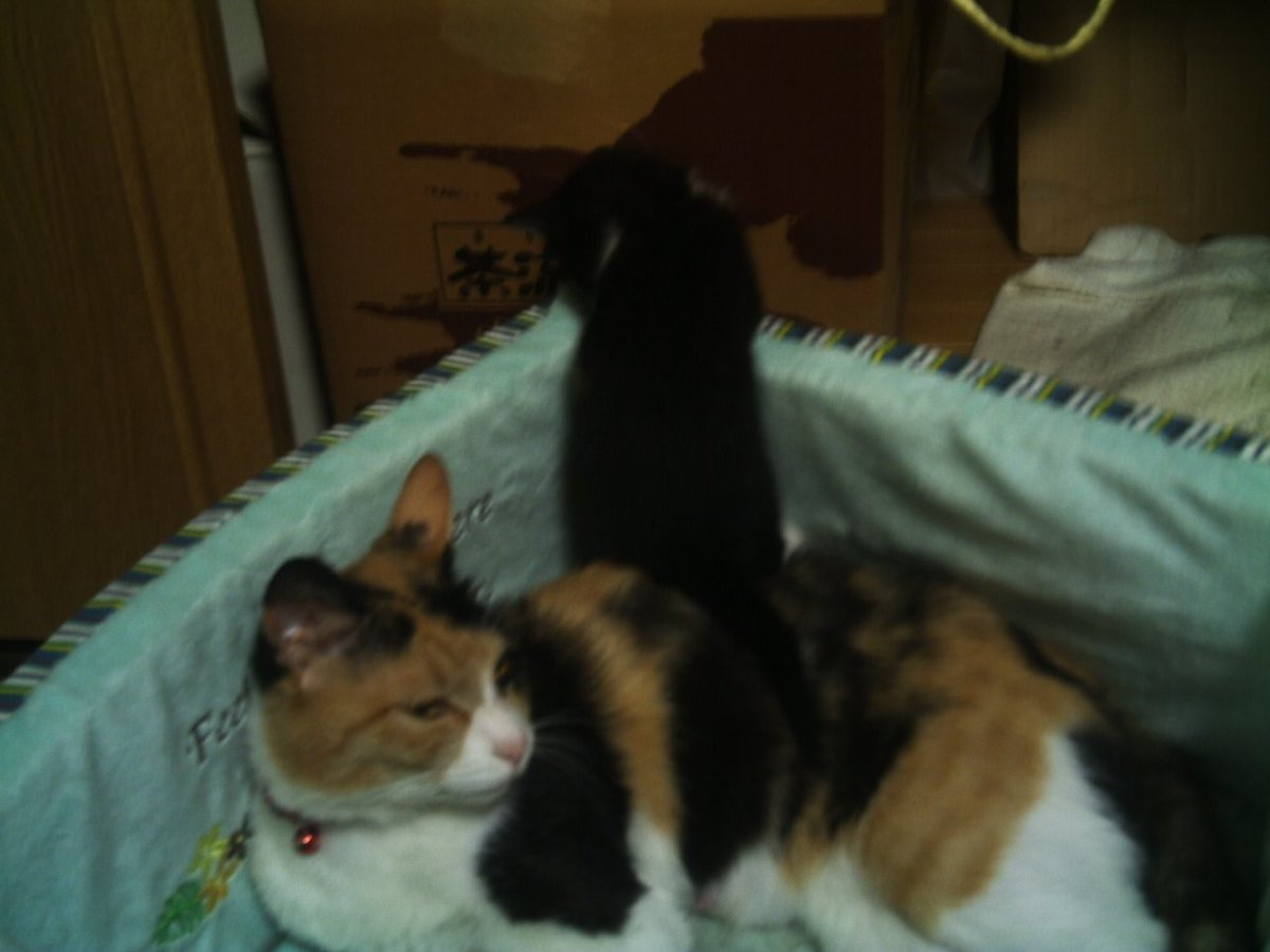 Na_sun's tweet photo. まだ生後1ヶ月も経たないぐらい。この頃の子猫って本当に手のひらサイズなんです。でも、この頃になるとちょろちょろ動き始めましたね。で、これから19年のお付き合いになります。 https://t.co/4HrGLPG0Kc