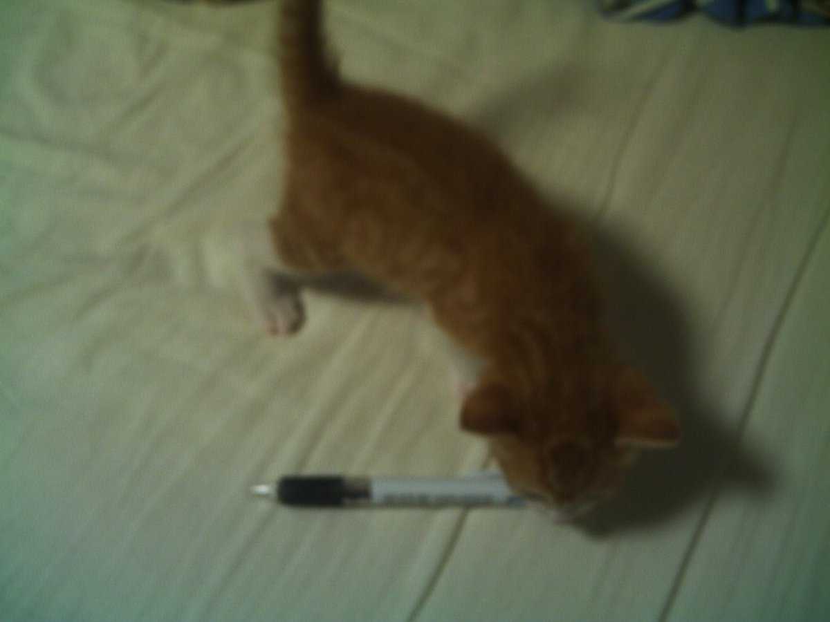 Na_sun's tweet photo. まだ生後1ヶ月も経たないぐらい。この頃の子猫って本当に手のひらサイズなんです。でも、この頃になるとちょろちょろ動き始めましたね。で、これから19年のお付き合いになります。 https://t.co/4HrGLPG0Kc