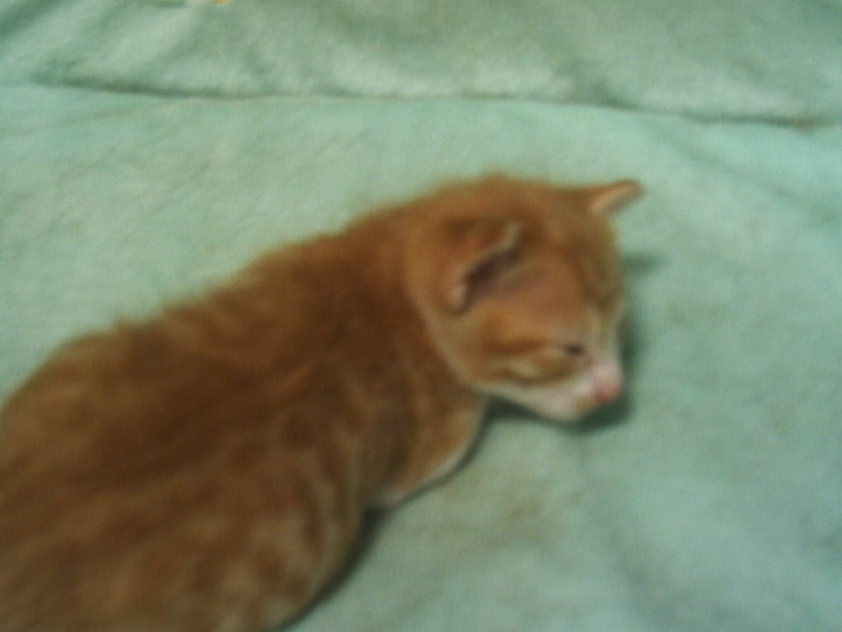Na_sun's tweet photo. まだ生後1ヶ月も経たないぐらい。この頃の子猫って本当に手のひらサイズなんです。でも、この頃になるとちょろちょろ動き始めましたね。で、これから19年のお付き合いになります。 https://t.co/4HrGLPG0Kc