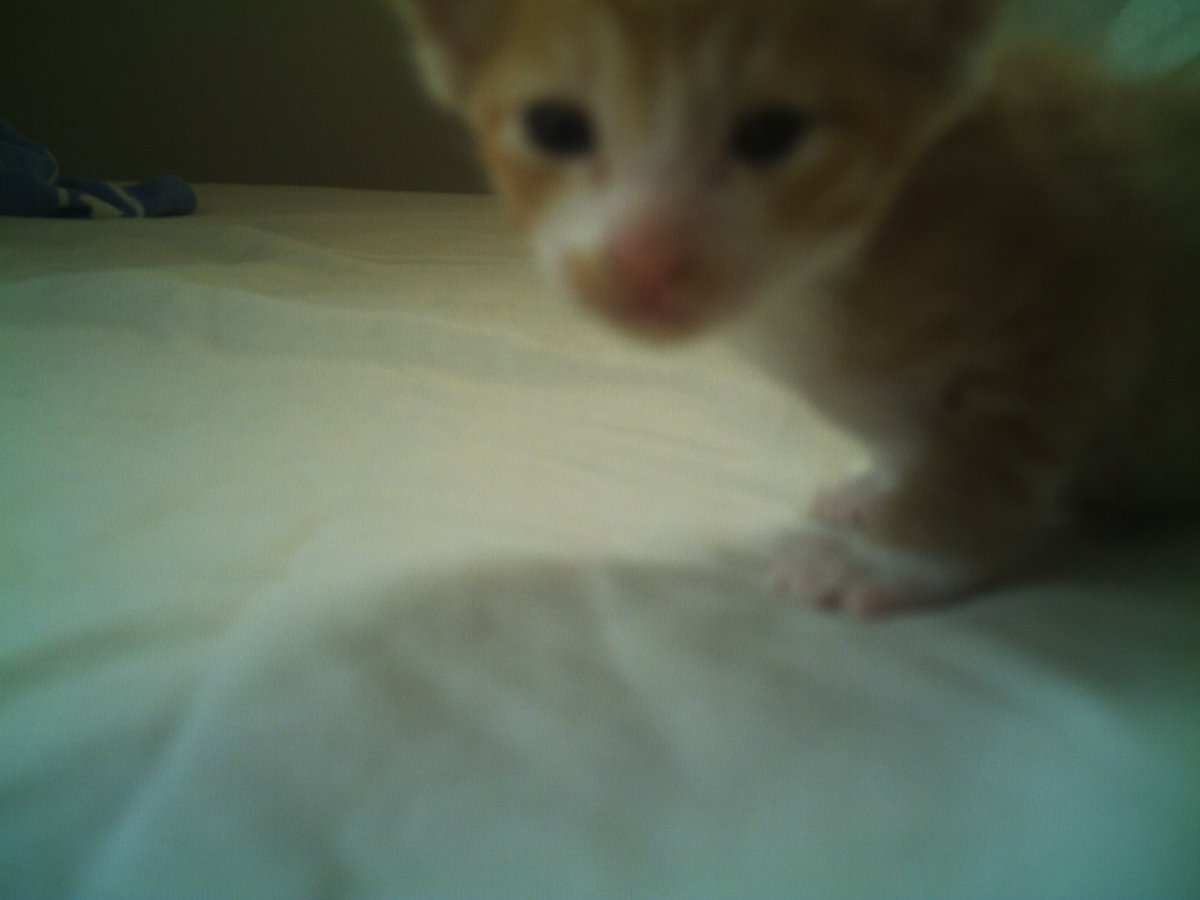 Na_sun's tweet photo. まだ生後1ヶ月も経たないぐらい。この頃の子猫って本当に手のひらサイズなんです。でも、この頃になるとちょろちょろ動き始めましたね。で、これから19年のお付き合いになります。 https://t.co/4HrGLPG0Kc