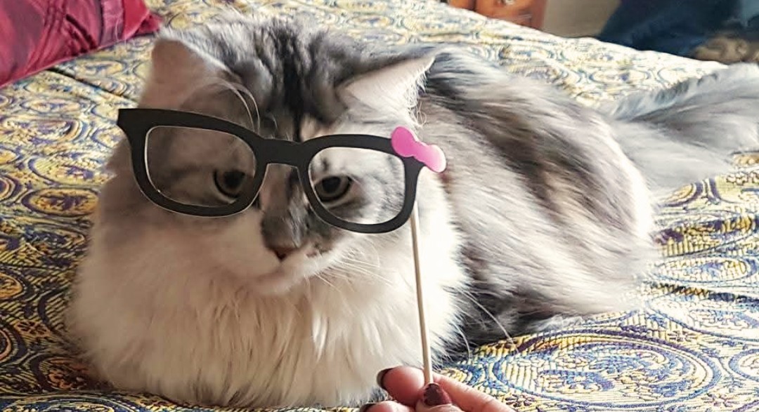 RooIrvine's tweet photo. Finally posting the Cats Protection podcast I filmed with the fab @AdsBrown! The result is what happens when two cat nuts get chatting... 😱 Fresh off the Scottish Hustings I chaired, animal welfare was a hot topic. Make yourself a cuppa &amp; enjoy! on Spotify, Apple &amp; YouTube 😻 https://t.co/J3HFAhmO97