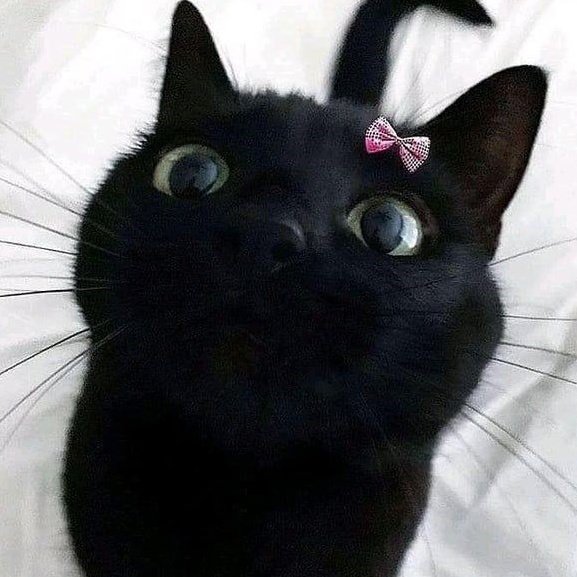catsdotjpg's tweet photo. https://t.co/9P1B3hlAKm
