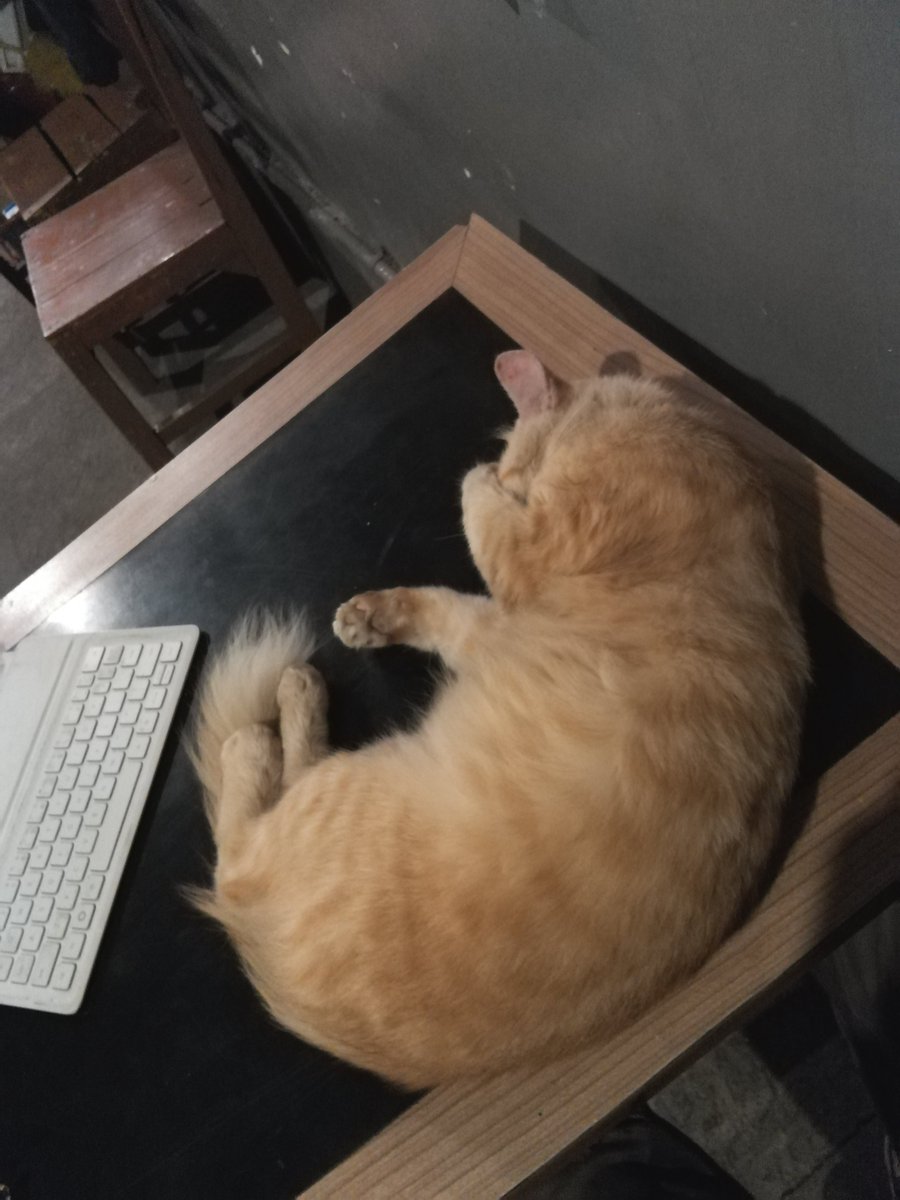 CocoCoxon's tweet photo. Kopi-slowbar-reno(kucing) https://t.co/aMVgmEVuGJ