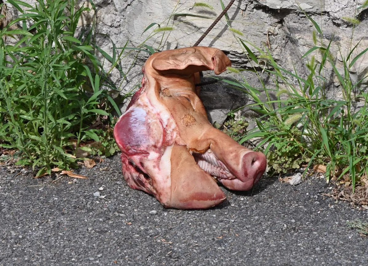 RadioGenoa's tweet photo. It was placed outside the future mosque in Brescia, Italy. https://t.co/Po6b2sv7Tg