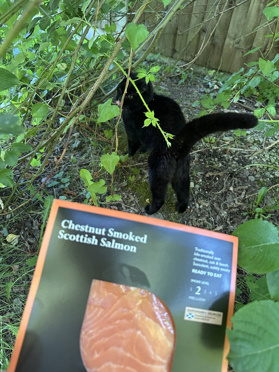 MunchPudding's tweet photo. Good evening furiends!๐ป I havenโt been home all day & Mum was worried as I hadnโt had any breakfast! On the way back from Waitrose, she found me chilling out by the path, doing my #DailyRolling ๐พ ๐บ๐ฟ She tried to tempt me to come home with more smoked salmon!๐ฃ #Hedgewatch https://t.co/81jq9Z1UVa