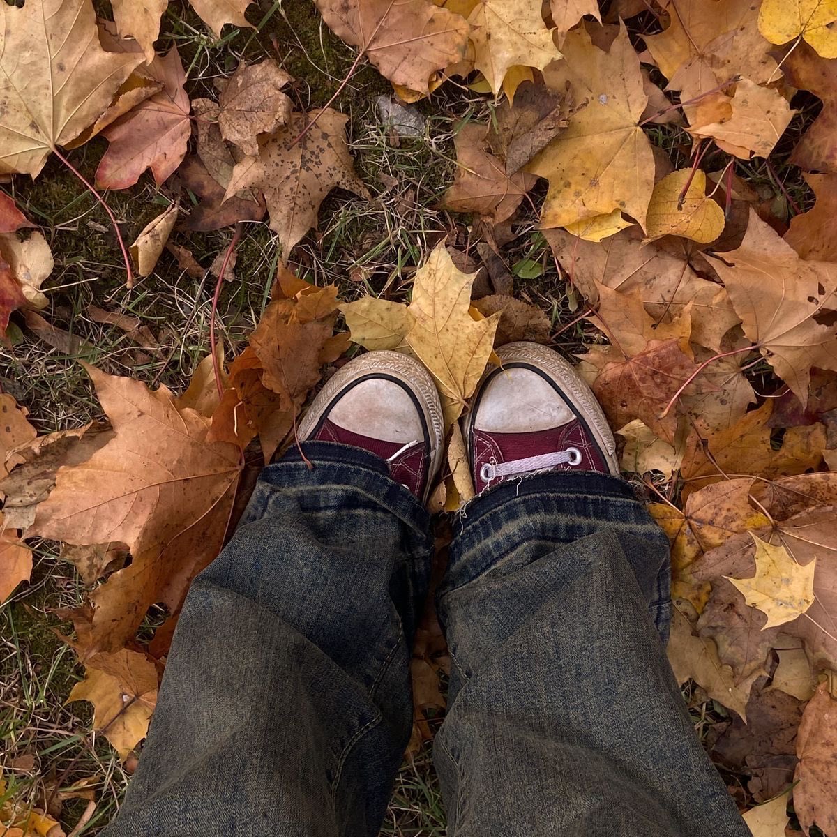 zydratedotorg's tweet photo. tis the season 🍁🐾 

#moodboardtwt #mbtwt https://t.co/km7tsSbnEi
