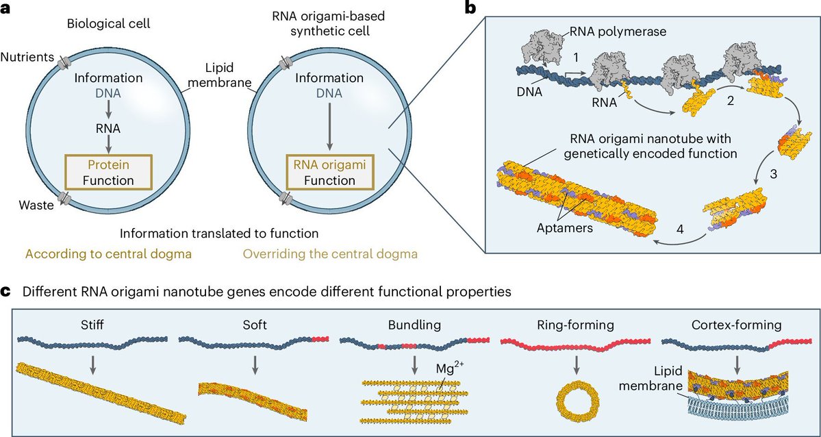 mindofgeometry's tweet photo. the solution to hydraulic tendon robotic structure failures was self regeneration which required bioengineering and through multiple nodal attempts led to the RNA and DNA system of construct and repair using local ingredients - ingested, processes and transmuted molecular to structural combination  - would love to seem them jump ahead faster here.

The nodal evolution is already underway in labs. With focused convergence, the jump can happen rapidly

This specific graphic and the associated breakthrough were published in a paper titled "Genetic encoding and expression of RNA origami cytoskeletons in synthetic cells" in the journal Nature Nanotechnology in March 2025.