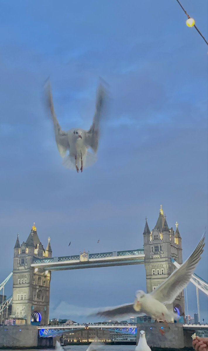 putsausername's tweet photo. gull happened to be at full span and kinda between the towers. pure luck https://t.co/AaUX1L6Ow8