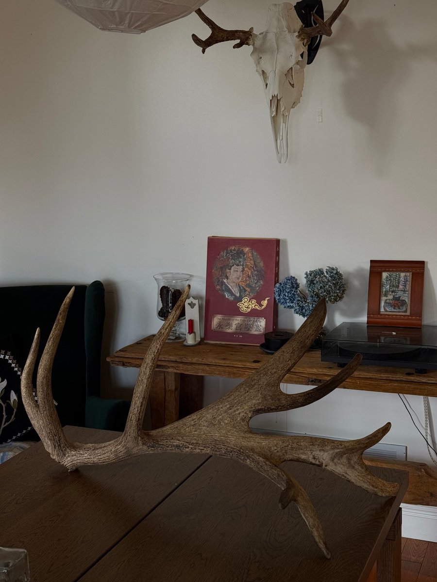 Shukoorals's tweet photo. My friend's collection of deer antlers is really cool https://t.co/qSfmYk0v2o