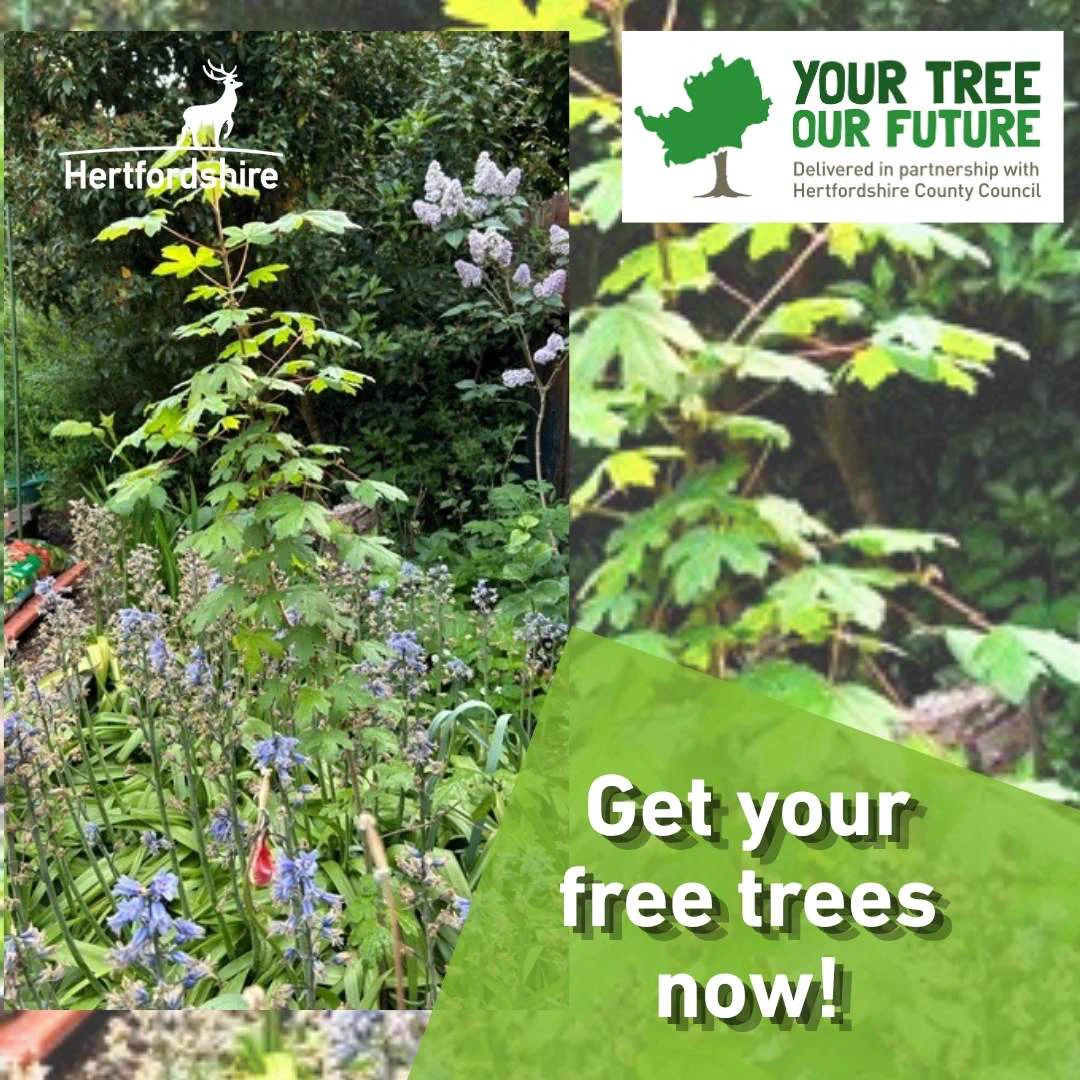 Get your free trees now!