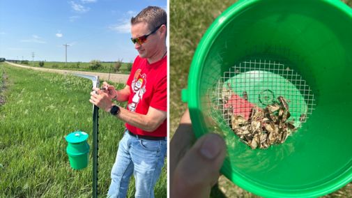 UNL_CropWatch's tweet photo. Western bean cutworm moths are flying in Nebraska. Use the state's trapping network & forecasting tools to time scouting & make informed treatment decisions: https://t.co/R3g95KoB7O
#NebExt #NebraskaAg #AgTwitter #CropProduction #Farming #Ag #CropPests #Corn https://t.co/RTPds4Mjuh
