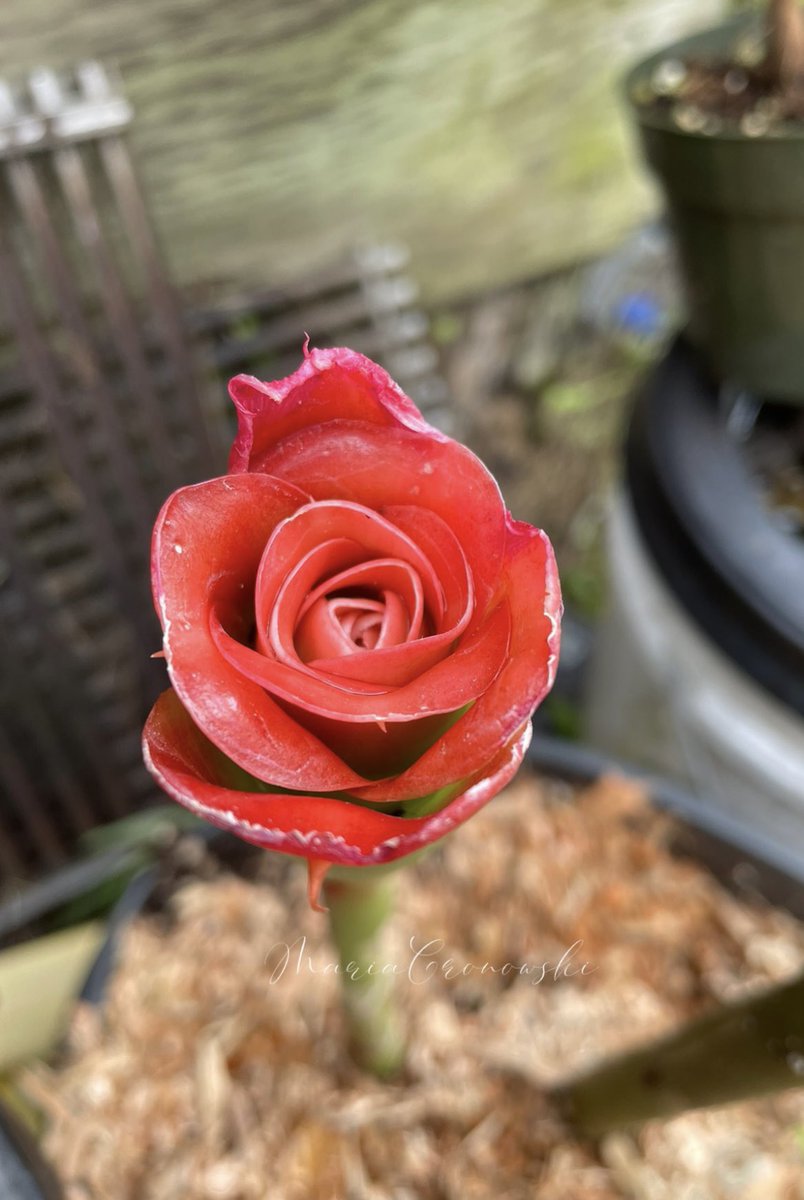 MariaGronowski's tweet photo. Good Morning โ๏ธ Al๐บha from Beautiful Hawaiโi๐ด This is Red Rose Ginger Rose of the jungle soft vibrant unforgettable wishing you all a wonderful #Wednesday
have an amazing day everyone.
โฅ๏ธ๐น๐ธโ๏ธ๐ค๐บ๐ธ
#AlohaLife
#RedRoseGinger
#TropicalBlooms https://t.co/K7bp3IsnM7