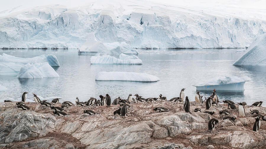 joancarroll's tweet photo. Penguins on Antarctic Landscape! https://t.co/nBNeKPM4Hm #gentoo #penguins #antarctica #icebergs #glacier #water #reflections #birds #birdphotography #wildlife #wildlifephotography #nature #winter #cold #marine #ocean #colony #landscape #buyart #wallart #artforsale #artstore #travel #travelphotography #wallartforsale #giftideas @joancarroll