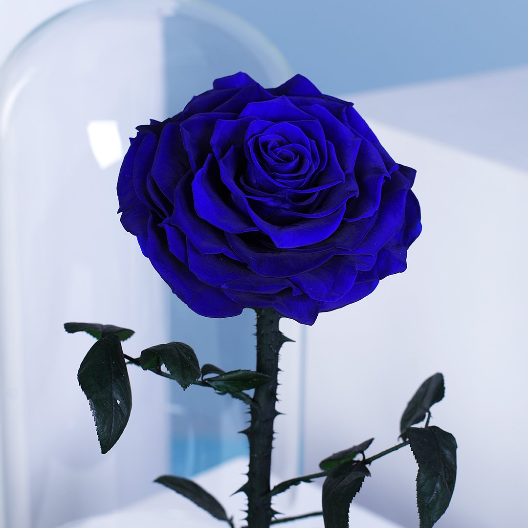 pmtwtbakery's tweet photo. ˗ˏˋ ꒰ order n. 9 !  ꒱ ˎˊ˗ 
sender: anon

a blue rose and a cup of coffee for admin 💠

❝I will love you forever.❞
(thank you anon!) https://t.co/M8zKHhm9Qp