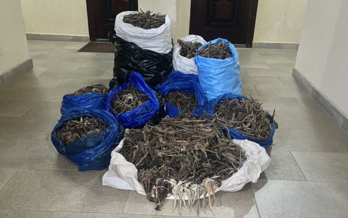 XposeTrophyHunt's tweet photo. 4 traffickers arrested in Guinea with thousands of seahorses weighing 41kg and some shark fins in a crackdown on a criminal network stretching over 5 countries operating for 4 decades.
Great work of Antonia and her team with the Special Service against Organized Crime. 💪 https://t.co/agu6jBaTbz