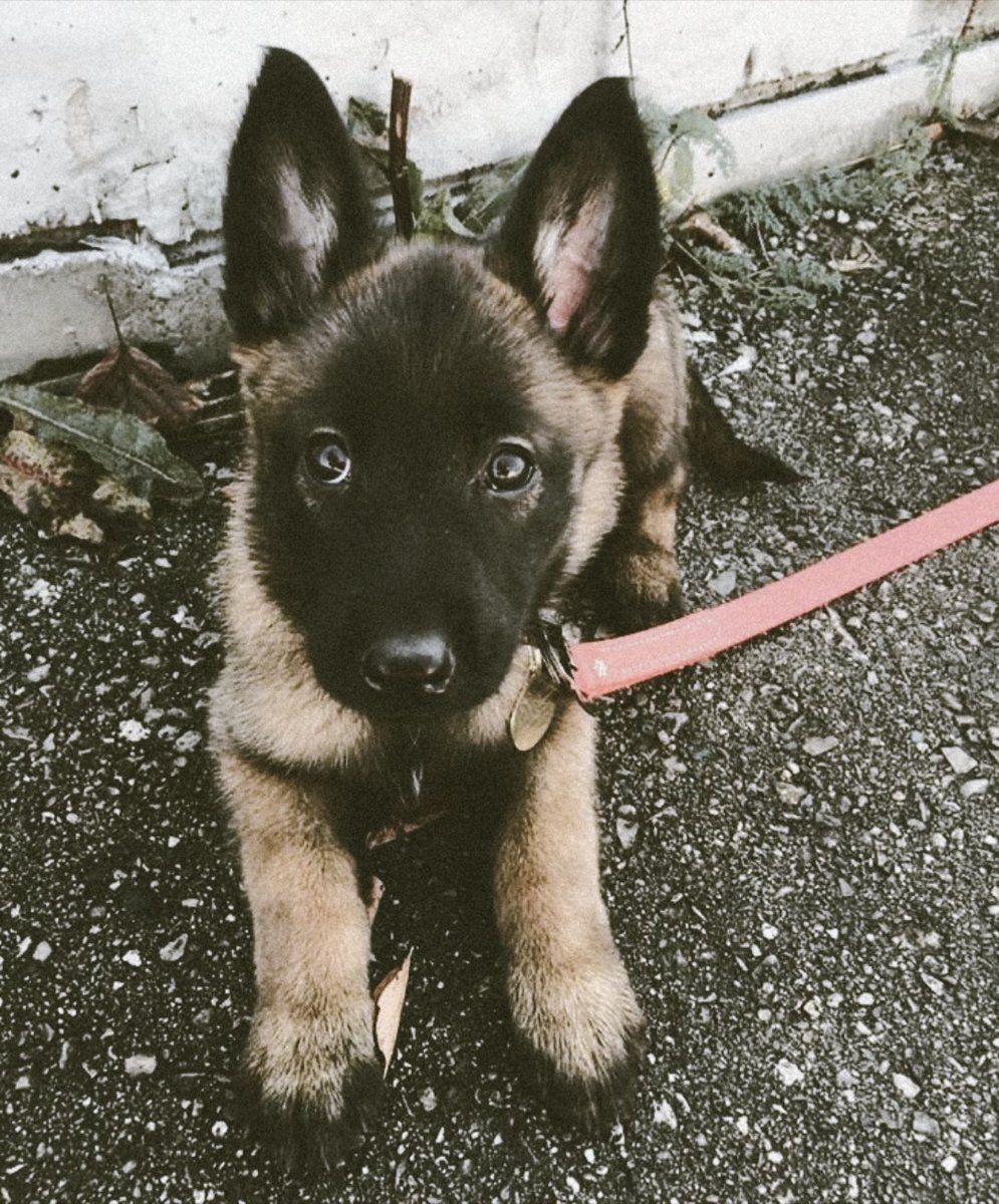 completxmess's tweet photo. ɪɴꜱᴛᴀɢʀᴀᴍ: 𝐍𝐞𝐰 𝐩𝐨𝐬𝐭.
    @completxmess

Está fue mi acción sin supervisión: adopté otro cachorro 🥺 se llama Bucky, díganle hola y dice Rex que no se lo confundan con él; él es más grande. 
           ≡       ↴       ⌂        ⌕       ⊞        ♡ https://t.co/QiP6PeaKeL
