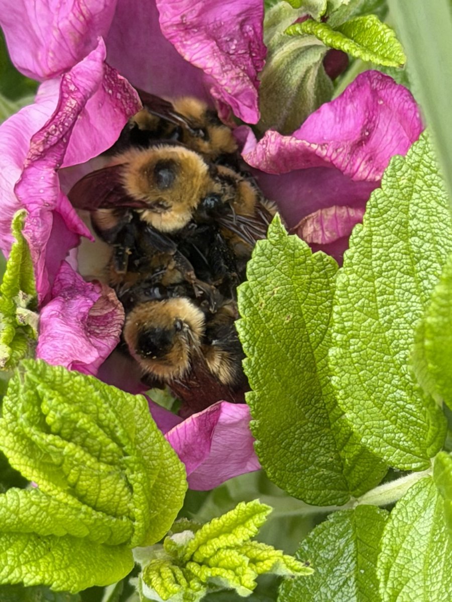 realmrbill2's tweet photo. @aHeartSoFull This flower looked like a bee condo! https://t.co/rDuHlDPjCm