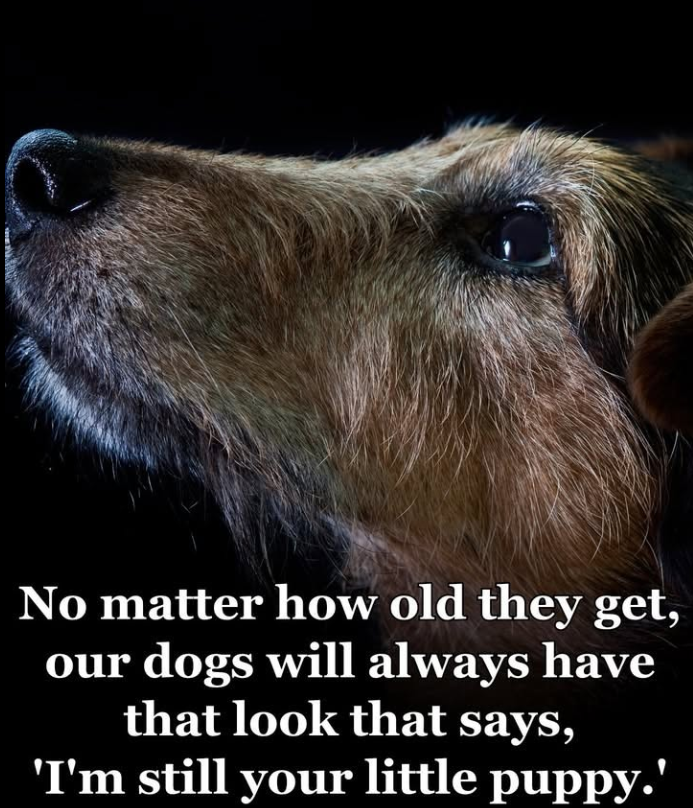 BestinDogs's tweet photo. ❤️ https://t.co/V3rZu1zkff