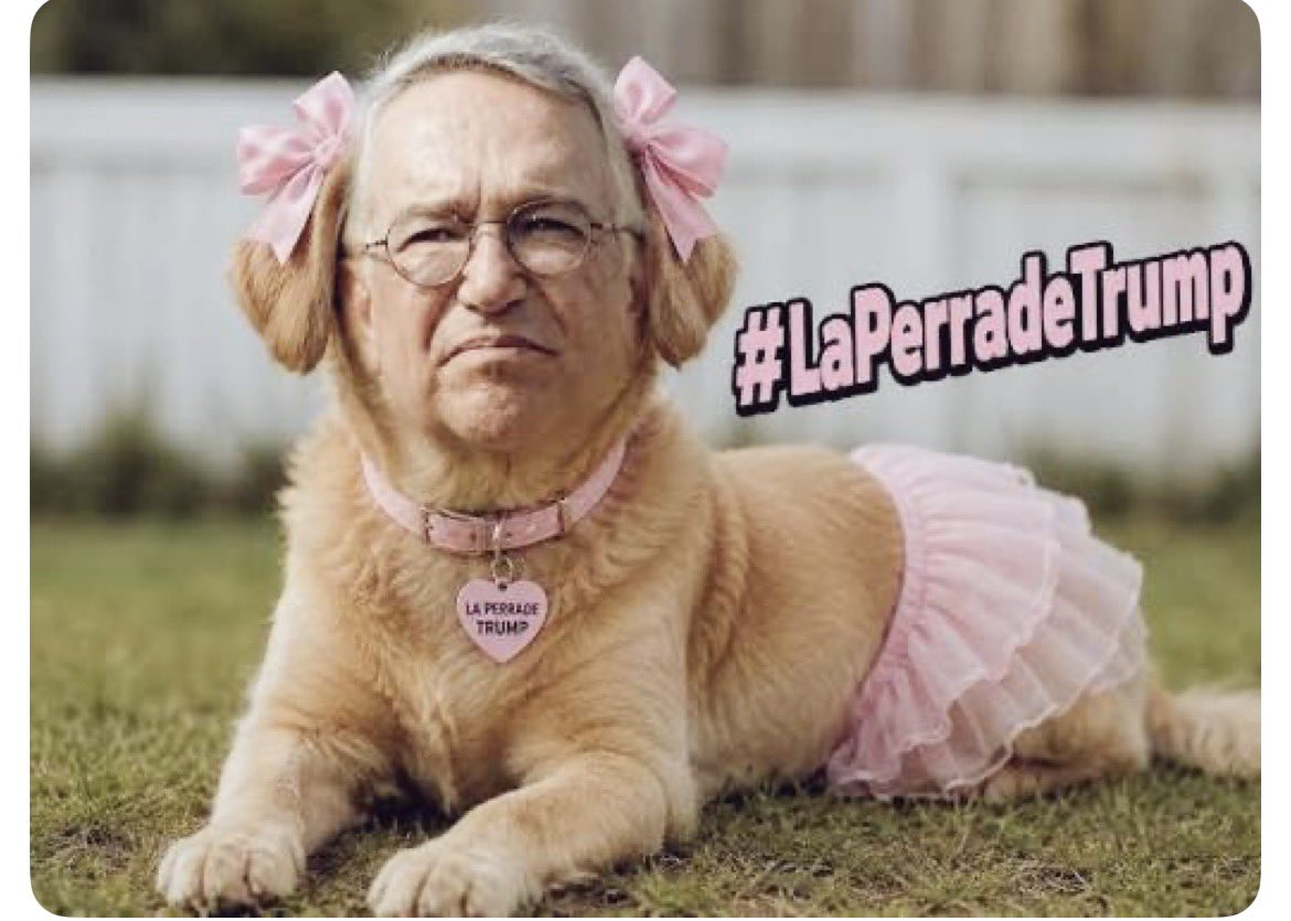 Morena168399456's tweet photo. @catrina_nortena #LaPerritaDeTrump #Feiman https://t.co/k2v1ni741N