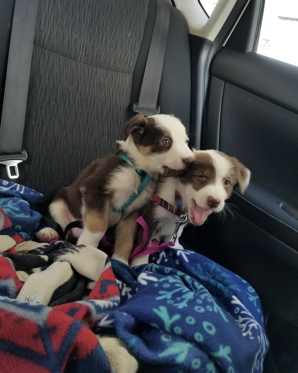 dog_rates's tweet photo. This is Oggie and Opal. Oggie nibbles when he's nervous, and he gets nervous on car rides. 13/10 for both https://t.co/AbfiTu66QN