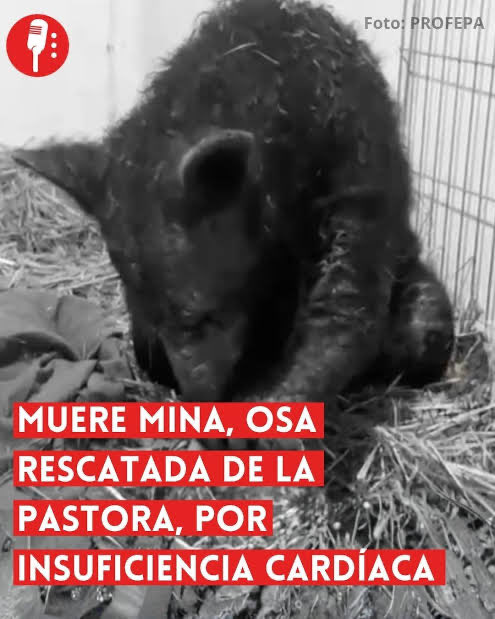 PamelaRdzM's tweet photo. @YoAmoaLaCiencia @Briellecla SE ACABO EL PARQUE LA PASTORA , NO OLVIDEN CONO TENÍAN AGONIZANDO A LA OSA MINA https://t.co/g0YSGlKQZB