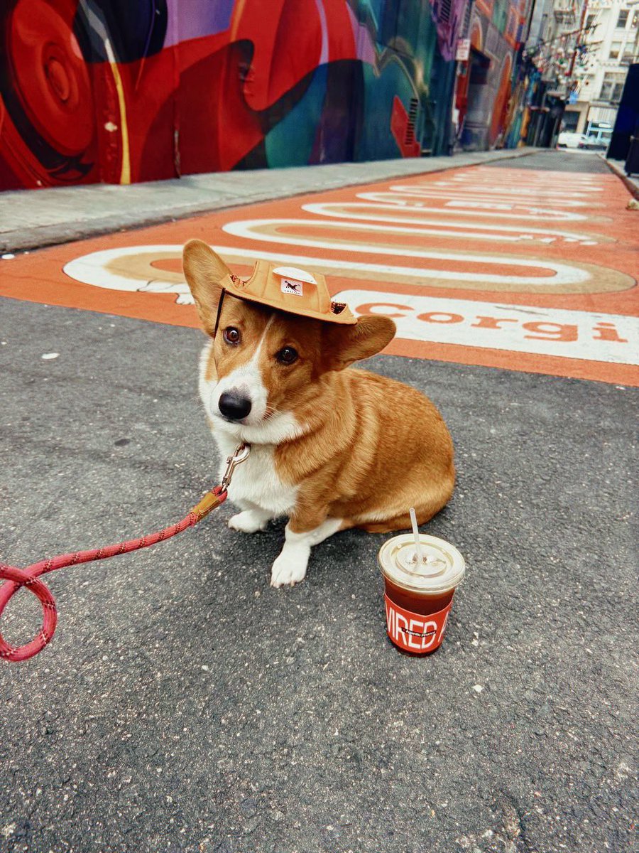 Corgi tweet media