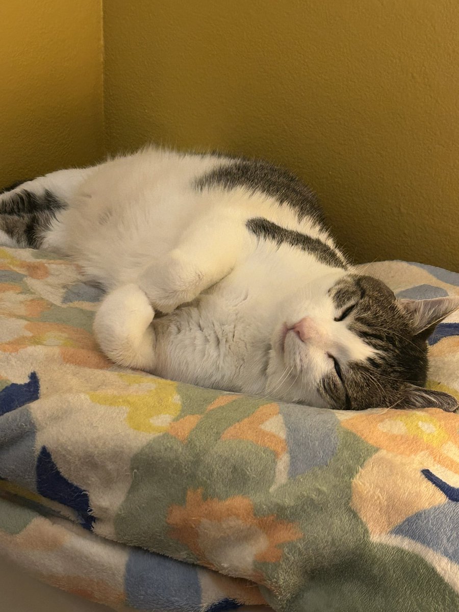gooseydotgov's tweet photo. good goosey morning! 🌆

goosey looked so content, i almost felt bad booping that big ole nose 😅 but he went back to sleep immediately, so all is good 🙂‍↕️

how are you? do you have any silly plans for today? goose momb is just working on school stuff 😩🪿🩵 https://t.co/lzp9i2eNc5