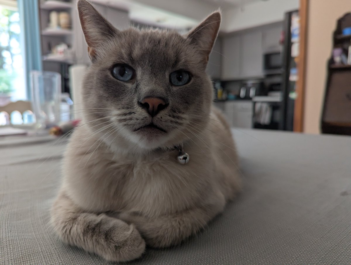 BookstoreThor's tweet photo. @Brettdasovic Phineas heard that @maryarchived likes blue-eyed cats and wanted to introduce himself.
#pccpets https://t.co/gWFWFL2dzw